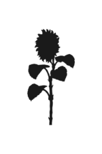 Sunflower Silhouette Free SVG File