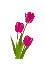 Tulip Flower Clipart - free svg file for members