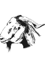 Goat Head Black and White Clipart Free SVG File