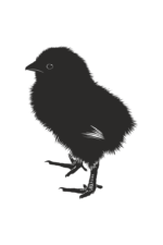 Little Chick Black and White Clipart Free SVG File