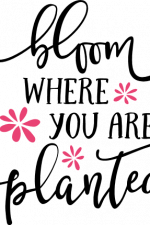 bloom where you are planted, inspirational free svg file