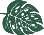 Monstera leaf free svg file for members, vector image